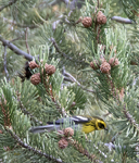 Townsends Warbler 5852